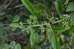 Cissus elongata
